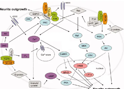Figure 4. Les différentes voies de signalisation impliquées dans la croissance de  neurites modulée par NCAM (modifié de Ditlevsen, D.K