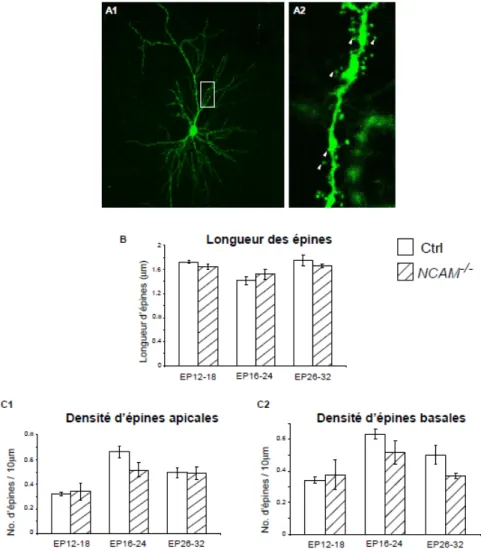 Figure 7. Le rôle de NCAM est spécifique aux interneurones GABAergiques et  n’influence pas les neurones excitateurs aux stades de développement étudiés  (EP12-18, EP16-24 et EP26-32)