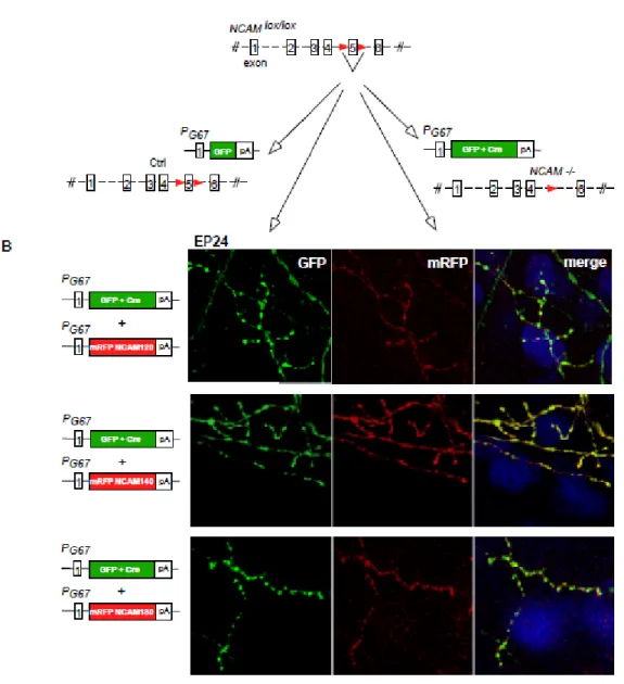 Figure 8. Transfection biolistique des isoformes de NCAM. 