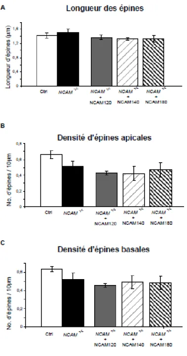 Figure 10. Le rôle des trois isoformes NCAM est spécifique aux interneurones  GABAergiques et n’affecte pas les neurones excitateurs à EP16-24