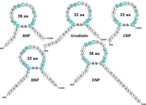 Figure 1.2 : Structure en boucle des peptides natriurétiques. Les acides aminés  conservés sont entourés en bleu