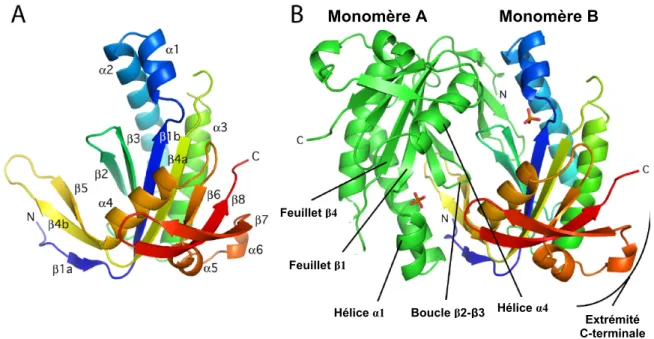 Figure 2.3 : Structure cristalline du domaine catalytique de la guanylate cyclase  d’algue verte Chlamydomonas reinhardtii