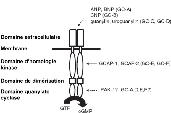 Figure 2.4 : Topologie générale des guanylates cyclases membranaires (GC-A à GC- GC-G) et leurs activateurs