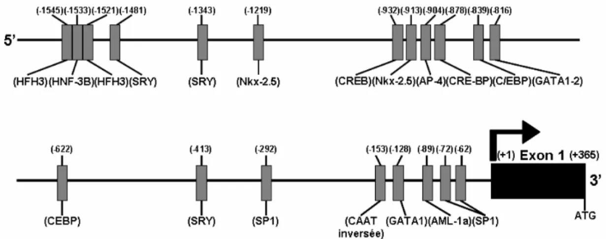 Tableau 2.1 : Expression tissulaire des récepteurs aux peptides natriurétiques.  Modifié de (Garbers, Chrisman et al