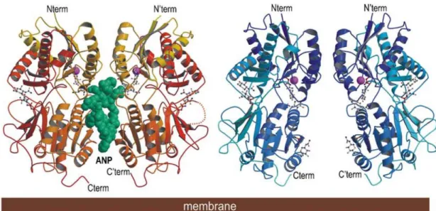 Figure 2.8 : Cristal de l’ECD de NPRA complexé (à gauche) ou non (à droite) à  l’ANP. D’après (Misono, Ogawa et al