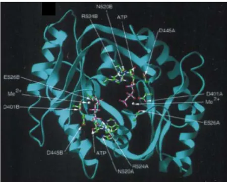 Figure 2.14 : Modèle structural du domaine guanylate cyclase de NPRA. D’après  (Liu, Ruoho et al