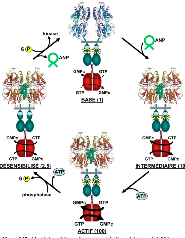 Figure 2.17 : Modèle hypothétique d’activation et de désensibilisation du NPRA.  1.6.  Internalisation des récepteurs aux peptides 