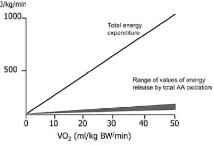 FIGURE 1 Calculated total amount of energy released during steady-state exercise and contribution of AA oxidation (shaded portion)