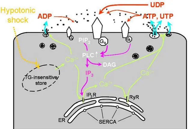 Figure 6: Autocrine purinergic loop function in A549 alveolar type 2 cells [48] 