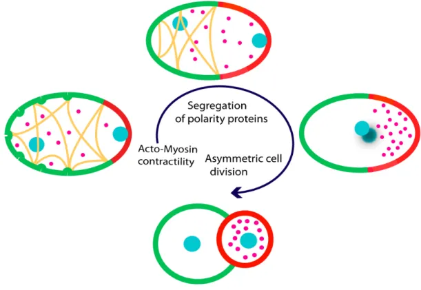 Figure  1.1:  Polarity  establishment  and  asymmetric  cell  division  in  C.  elegans