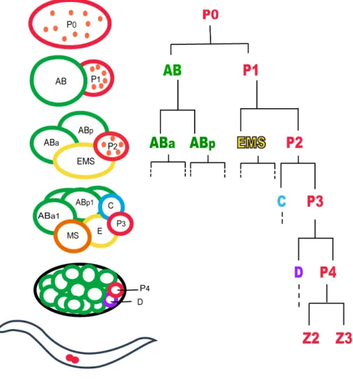 Figure 1.2:  Germ Cells are set apart from somatic cells during early embryogenesis in  C