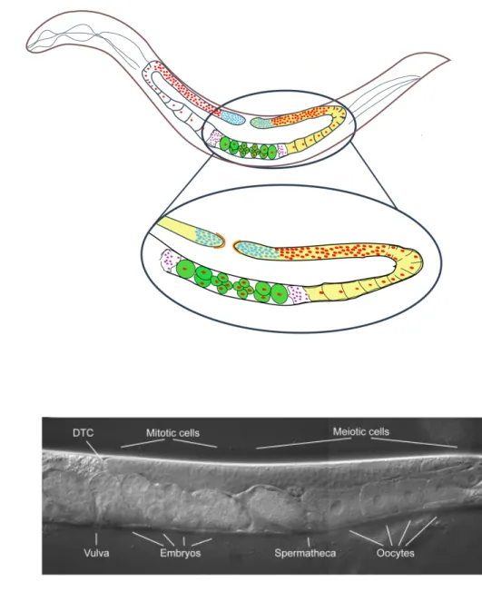 Figure  1.3:    The  C.  elegans  Gonad.  (A)  Schematic  and  (B)  DIC  image  of  the  gonad  in  wild type hermaphrodite