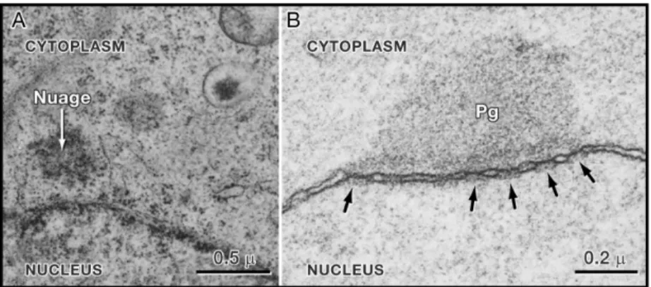 Figure 1.4: Germ Granules are Perinuclear in most organisms (Seydoux and Braun,  2006)