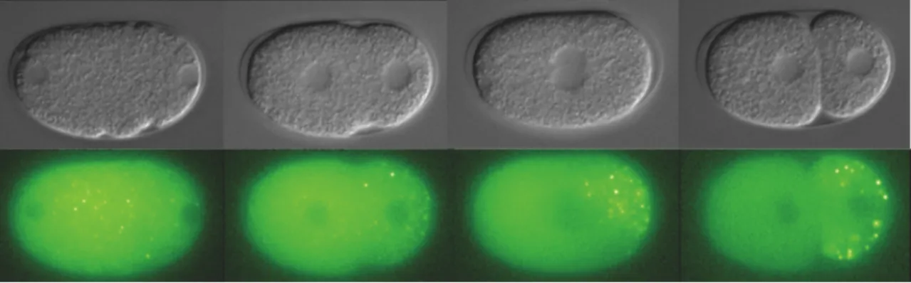 Figure  1.5:    P  granule  segregation  in  C.  elegans.  The  images  are  taken  with  an  Axio- Axio-Imager  microscope,  using  a  PGL-1:GFP  strain