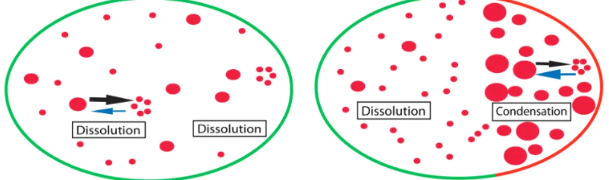 Figure  1.6:  P  granules  are  localized  by  dissolution/condensation  mechanisms.  (A)  Before  symmetry  breakage  the  high  concentration  of  P  granule  components  leads  to  the  dissolution of P granules into diffusing components (small red circ