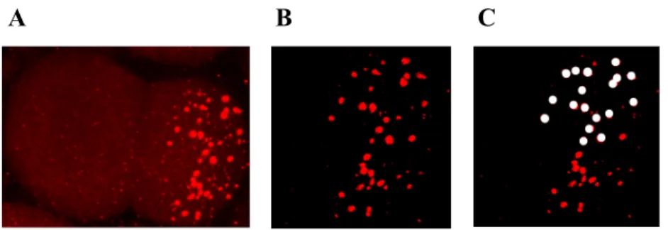 Figure 2.2: P granules quantification. (A) Embryos were stained with a P granule marker  (OIC1D4)