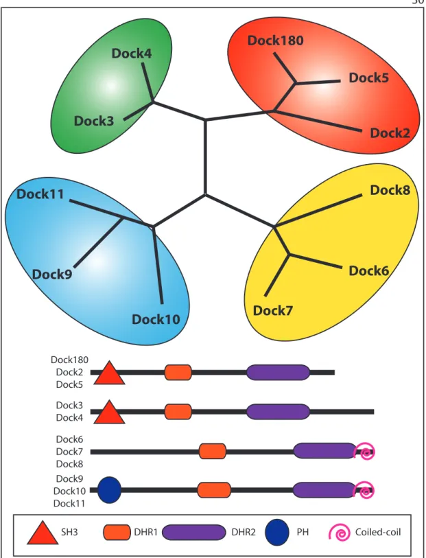Figure  5  |  La  famille  des  protéines  Dock.  La  famille  des  protéines  Dock 