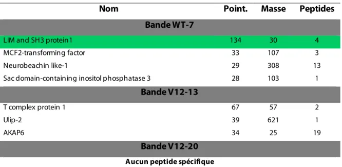 Tableau II.Résultats de spectrométrie de masse provenant du pull-down Streptavidine  des NMuMG NeuT hBirA Rac-BIOTAG WT et V12
