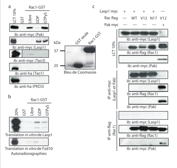 Figure 12 | Validation biochimique de l’interaction entre certains candidats  identifiés en spectrométrie de masse  et la petite GTPase Rac1