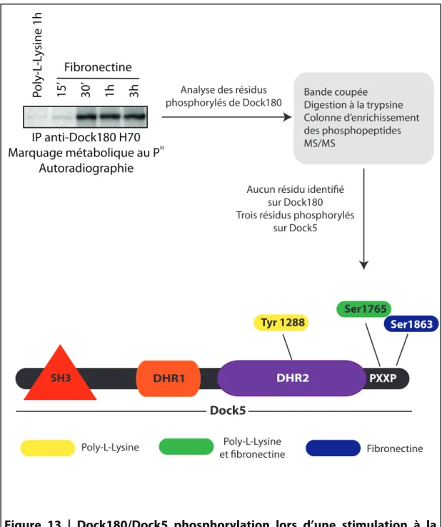 Figure  13  |  Dock180/Dock5  phosphorylation  lors  d’une  stimulation  à  la  fibronectine