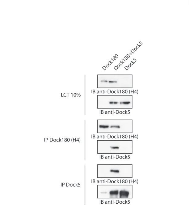 Figure 14 | Dimérisation de Dock180 et Dock5. Pour expliquer la présence de 