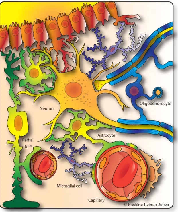 Figure 1. Les cellules gliales. Différents types de cellules gliales interagissent avec les  neurones et les vaisseaux sanguins