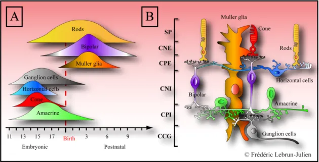Figure 2. De la chronologie d’apparition des cellules à l’architecture de la rétine adulte