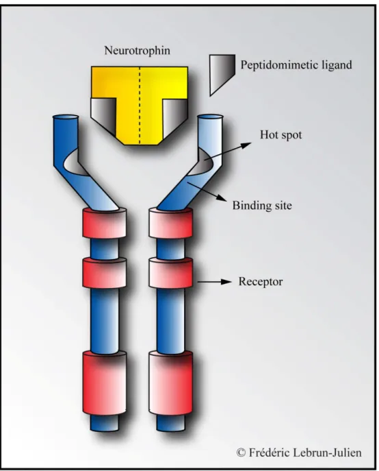 Figure 12. Les composés peptidomimétiques. L’activation des récepteurs par les  neurotrophines se produit lors du contact spécifique d’une région du ligand avec la région  chaude du récepteur ‘Hot Spot’ plutôt que la liaison complète de la protéine avec le