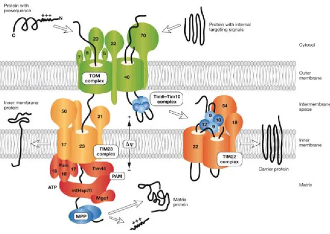 Figure 2. Two main protein import pathways of mitochondria. Presequences direct proteins  through the TOM complex, TIM23 complex and motor PAM to the matrix; the  mitochondrial processing peptidase (MPP) removes the presequences
