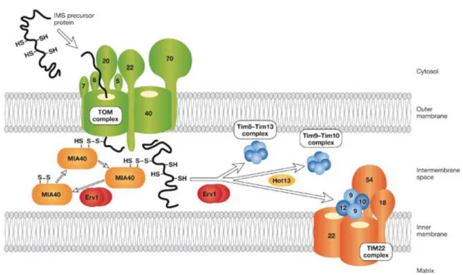 Figure 3. Mitochondrial intermembrane-space import and assembly machinery. Precursors  of small intermembrane space (IMS) proteins are translocated through the TOM complex  and bound by Mia40 through disulphide bonds