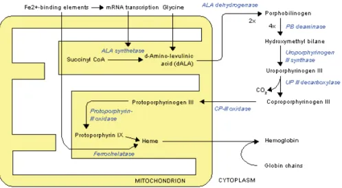 Figure 8. Heme biosynthesis. Figure from http://en.wikipedia.org/wiki/Heme. 