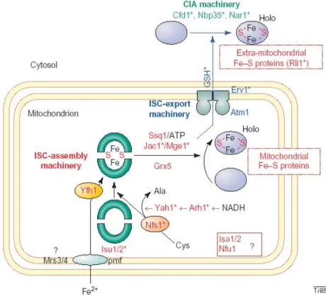 Figure 9. A model for the mechanism of Fe–S-protein biogenesis in eukaryotes. Pmf  represent the proton motive force required for the import of reduced iron