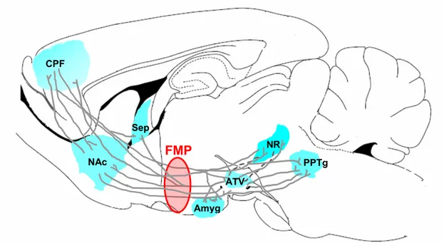 Figure 9. Le faisceau médian prosencéphalique (FMP). Le FMP est une voie  neuronale où passent les fibres de passage descendantes et ascendantes qui relient les  régions cérébrales antérieures aux régions postérieures