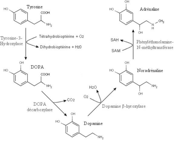 Figure 10. Voie de synthèse de la dopamine. 
