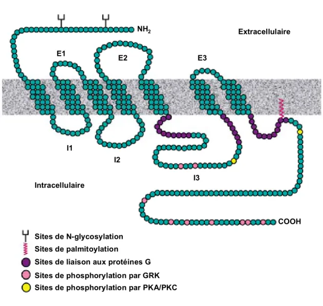 Figure 1 : Schéma de la structure classique d’un RCPG. L’extrémité N-terminale 