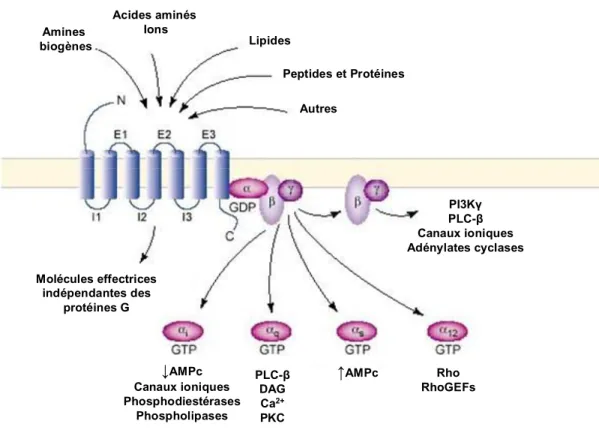 Figure 2 : Schéma des voies de signalisation via les RCPG. Une importante 