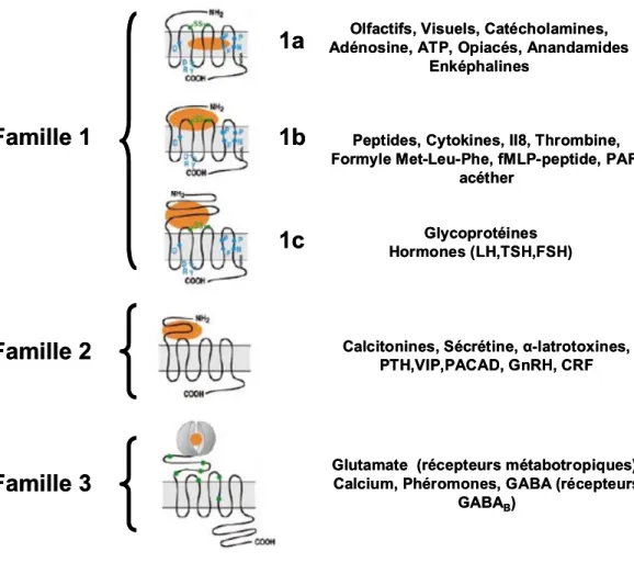 Figure 3 : Classification des RCPG. Dans cette figure, les RCPG sont regroupés en 