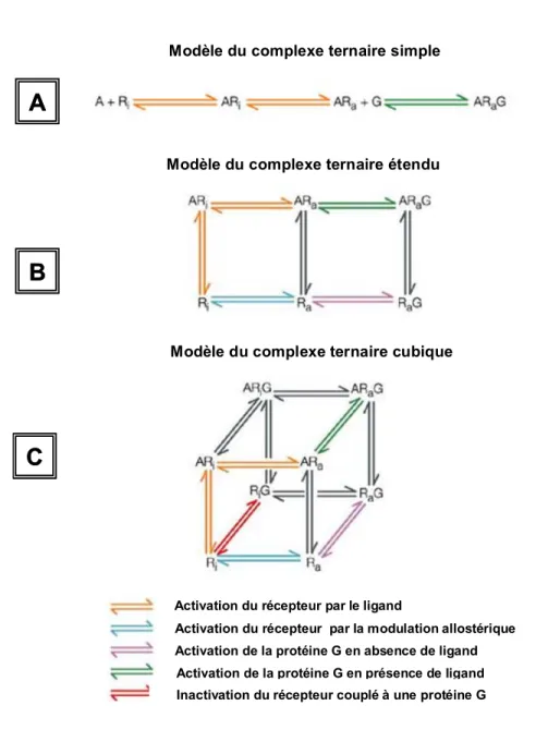 Figure 4 : Modèles du complexe ternaire. A) Modèle du complexe ternaire simple 