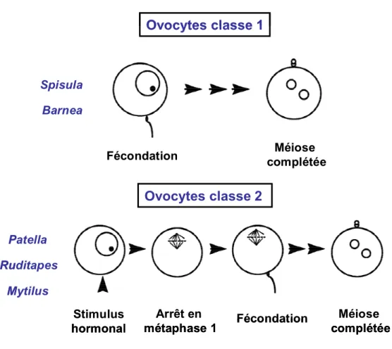 Figure 8 : Classes d’ovocytes chez les mollusques. Il existe deux classes d’ovocytes 