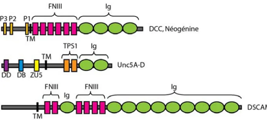 Figure 4. Structure moléculaire des récepteurs de nétrines.  Les récepteurs des nétrines sont des 