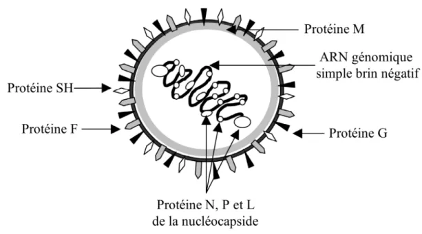 Figure 1-1 Structure schématique du RSV. 