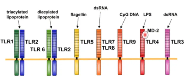 Figure 1-3. Les TLRs et leurs ligands. 