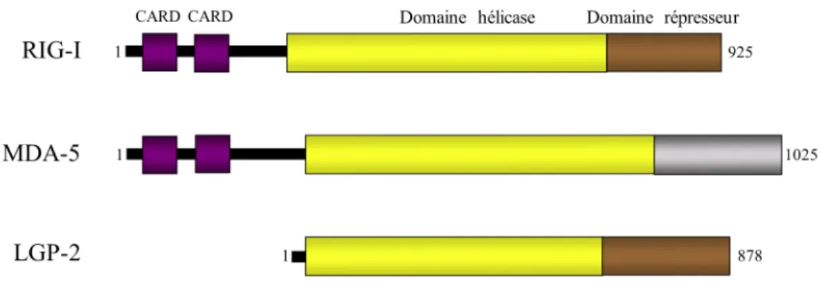 Figure 1-4. Structure primaire des RLRs. 