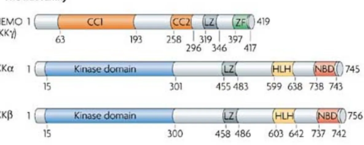 Figure 1-7. Structure primaire des membres de la famille IKK. 