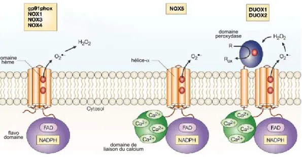 Figure 1-8. Représentation schématique des enzymes Nox et Duox. 