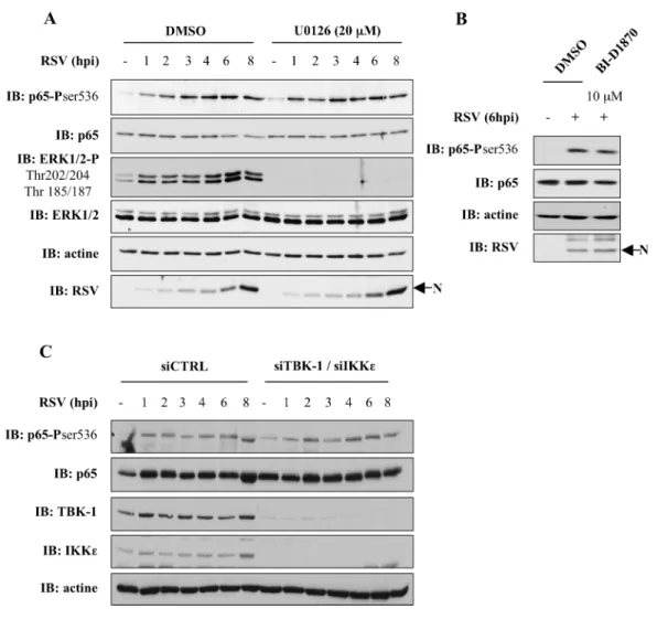 Figure 3-1 : Les kinases RSK-1, TBK-1 et IKKε ne sont pas impliquées dans la phosphorylation  de p65 en sérine 536 en réponse à RSV