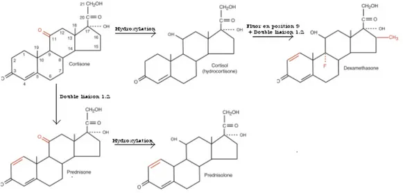 Figure 2. Structures chimiques de la dexaméthasone et de la prednisone  (adaptée de [37]) 