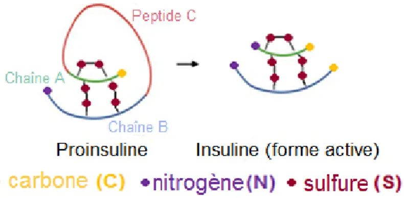 Figure 2 : Structure de la proinsuline et de l’insuline 