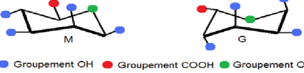 Figure 5 : Structure des acides mannuroniques (M) et guluroniques (G)  