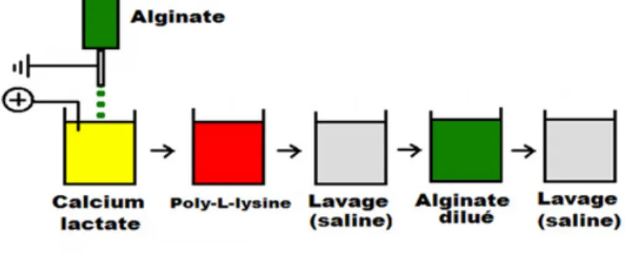 Figure  6 :  Formation  d’une  microcapsule  d’alginate-PLL-alginate  (APA)  à  l’aide 